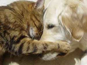 Cats And Dogs Hugging