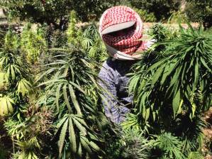 cannabis-syria