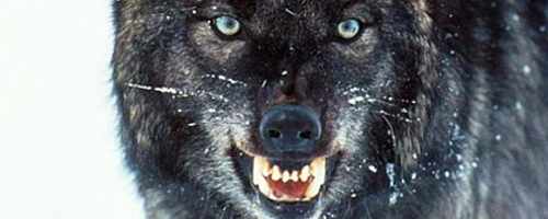 dvd-grey-splsh-500x200